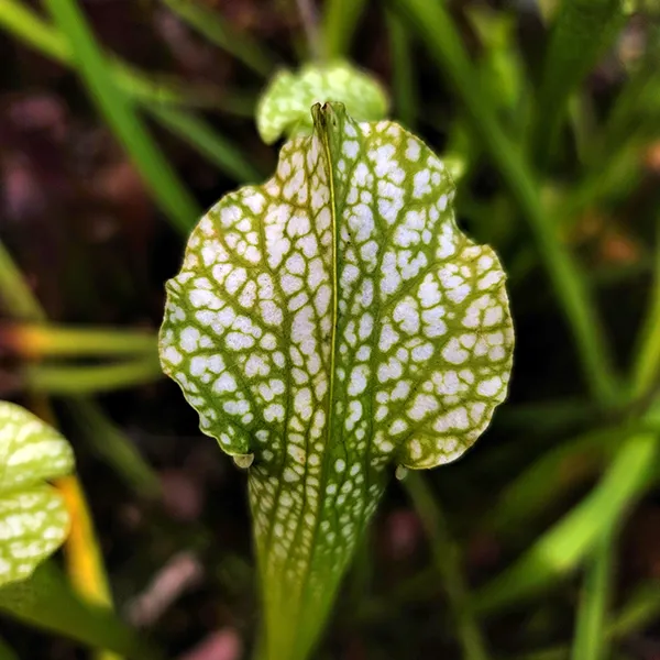 Sarracenia leucophylla x jonesii viridescens