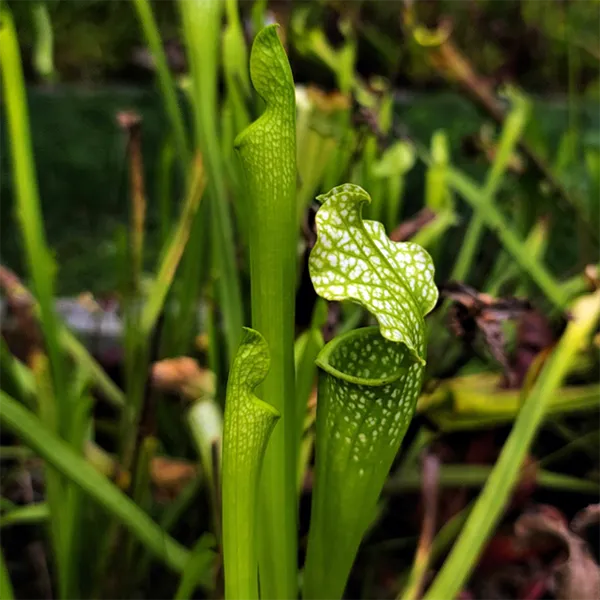 Sarracenia leucophylla x jonesii viridescens