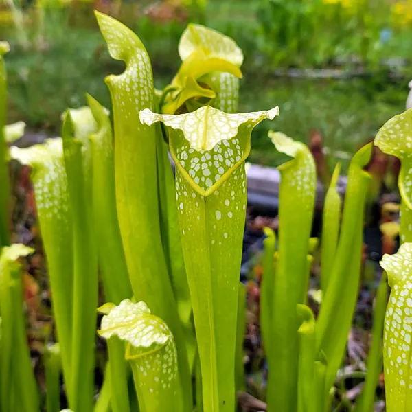 Sarracenia x Green Monster