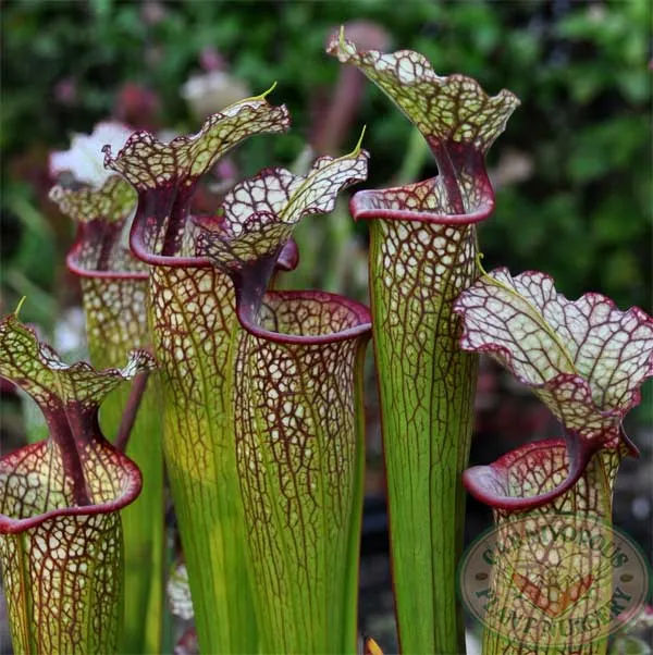 Sarracenia x Leah Wilkerson