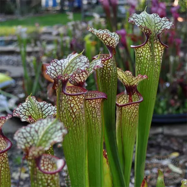 Sarracenia x Leah Wilkerson