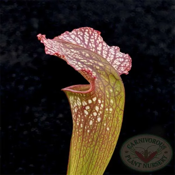 Sarracenia x Mardi Gras